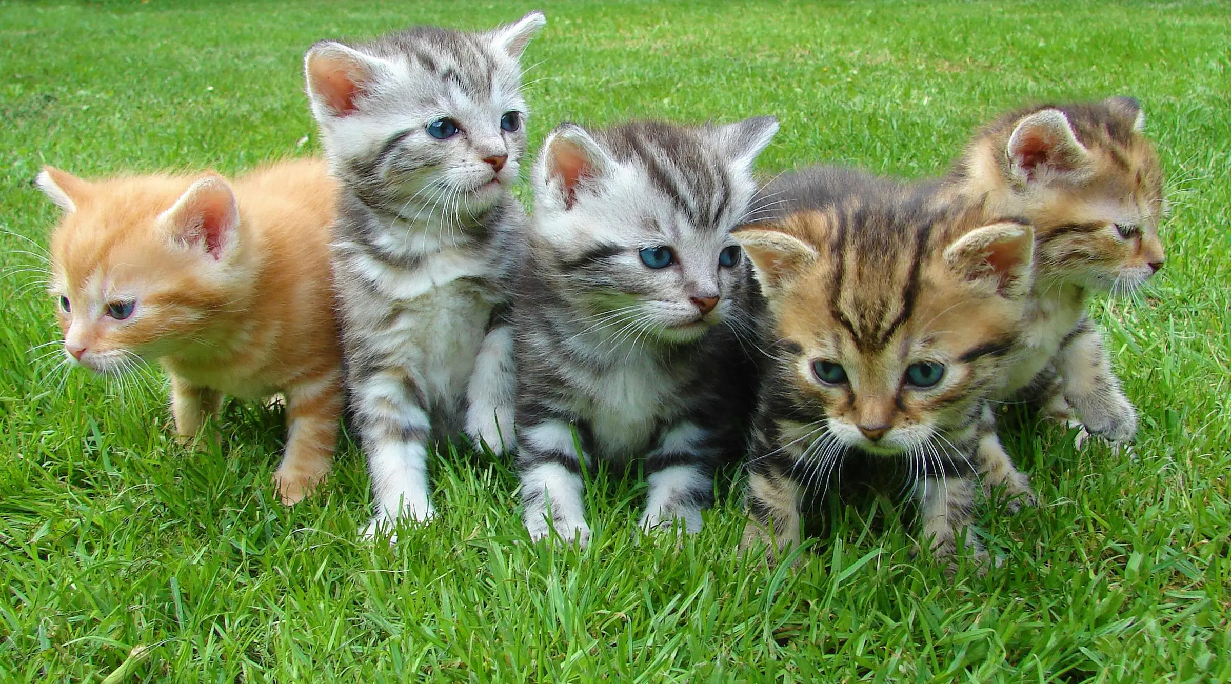 Behavioral-Issues-in-Cats-3.webp on Amazon discount website