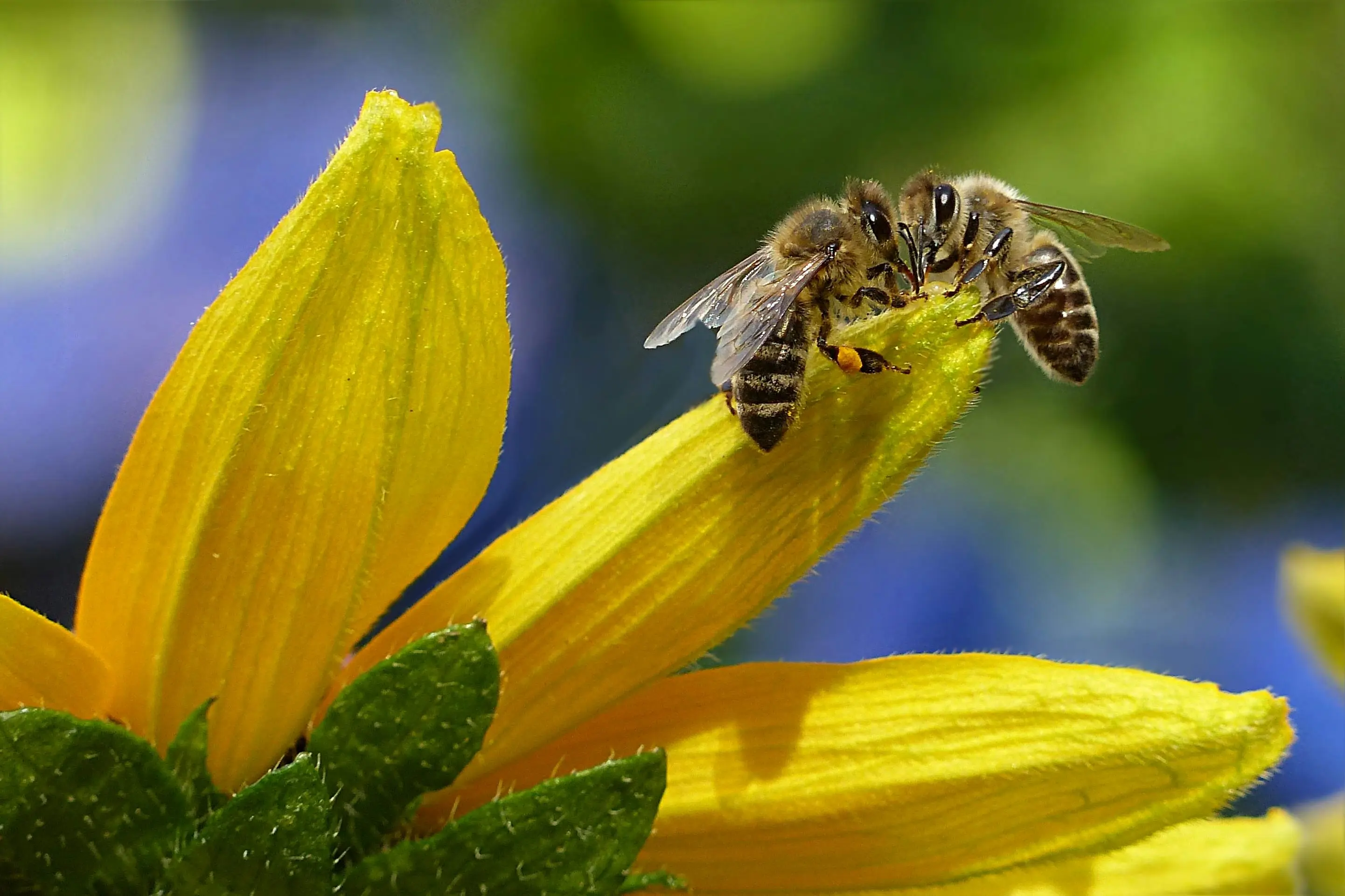Amazon discounts platform How to Protect bees - The Role of Bees in Pollination