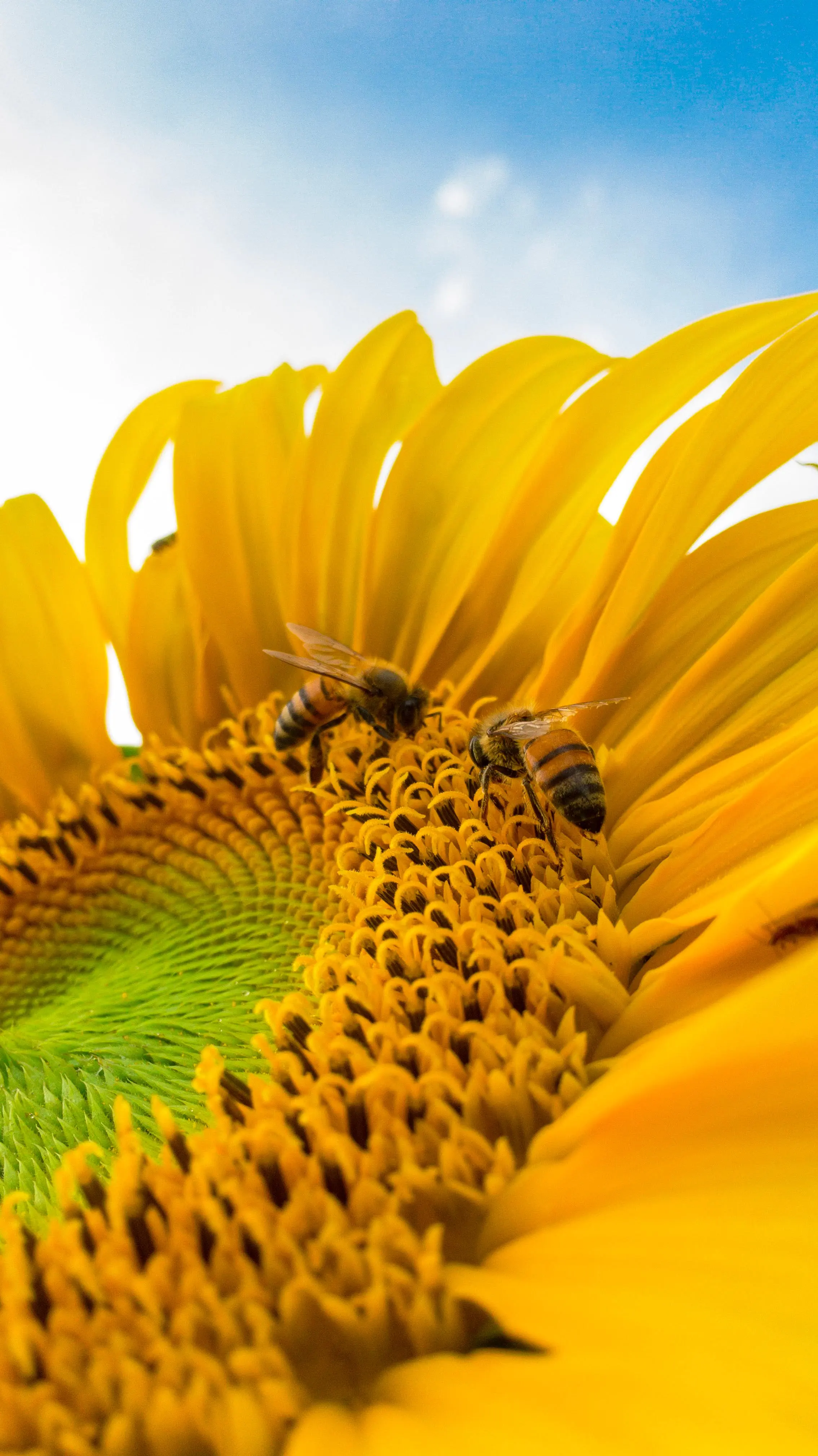 bees-in-pollination-3.webp on Amazon discount website