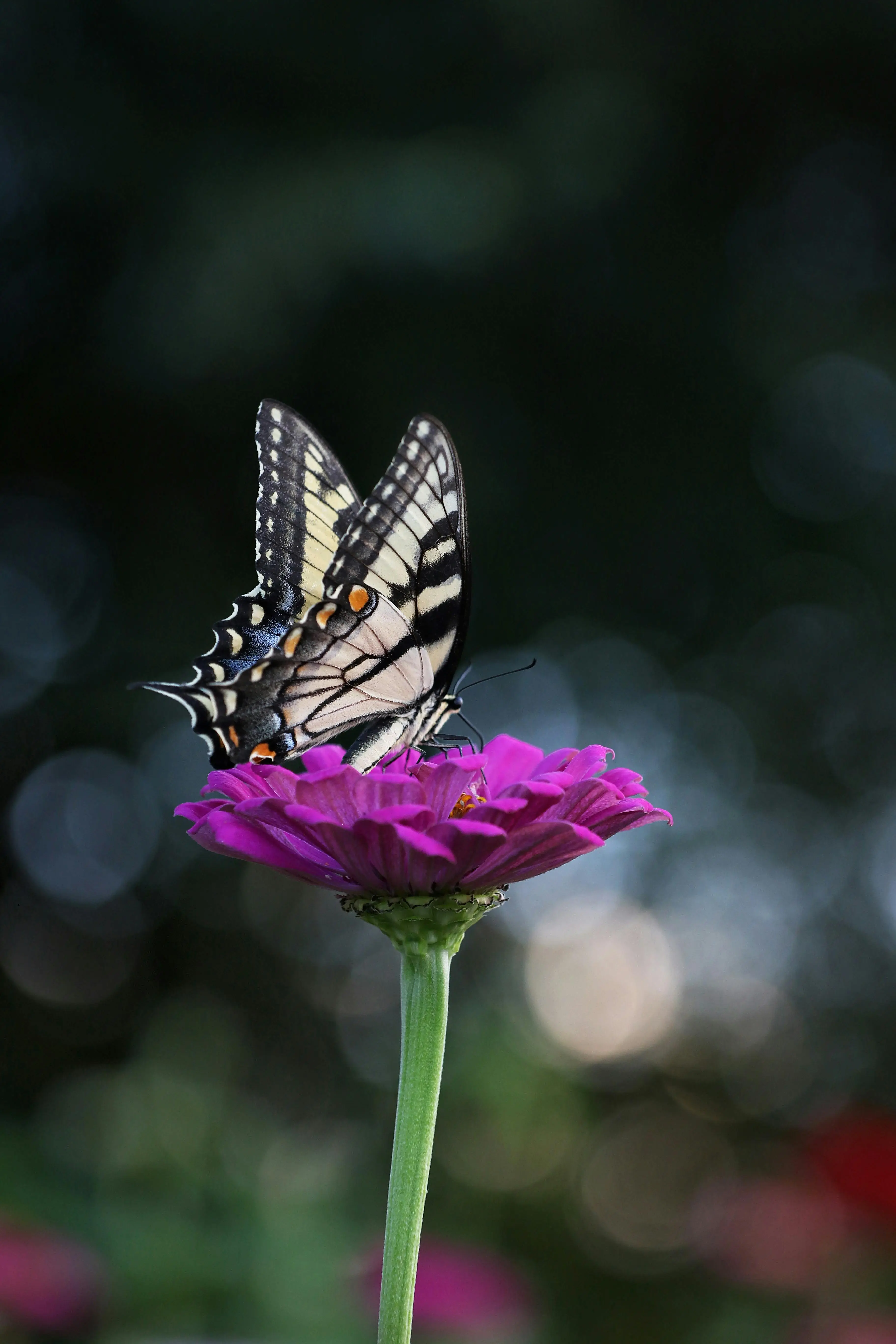 how-to-start-butterfly-garden-1.webp on Amazon voucher code portal