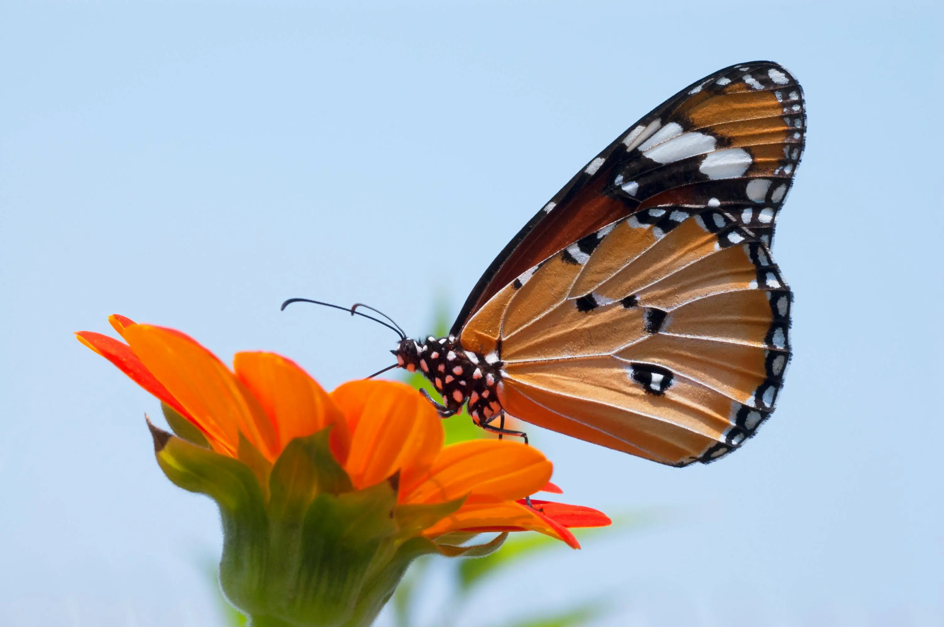 How to Start a Butterfly Garden in Your Backyard