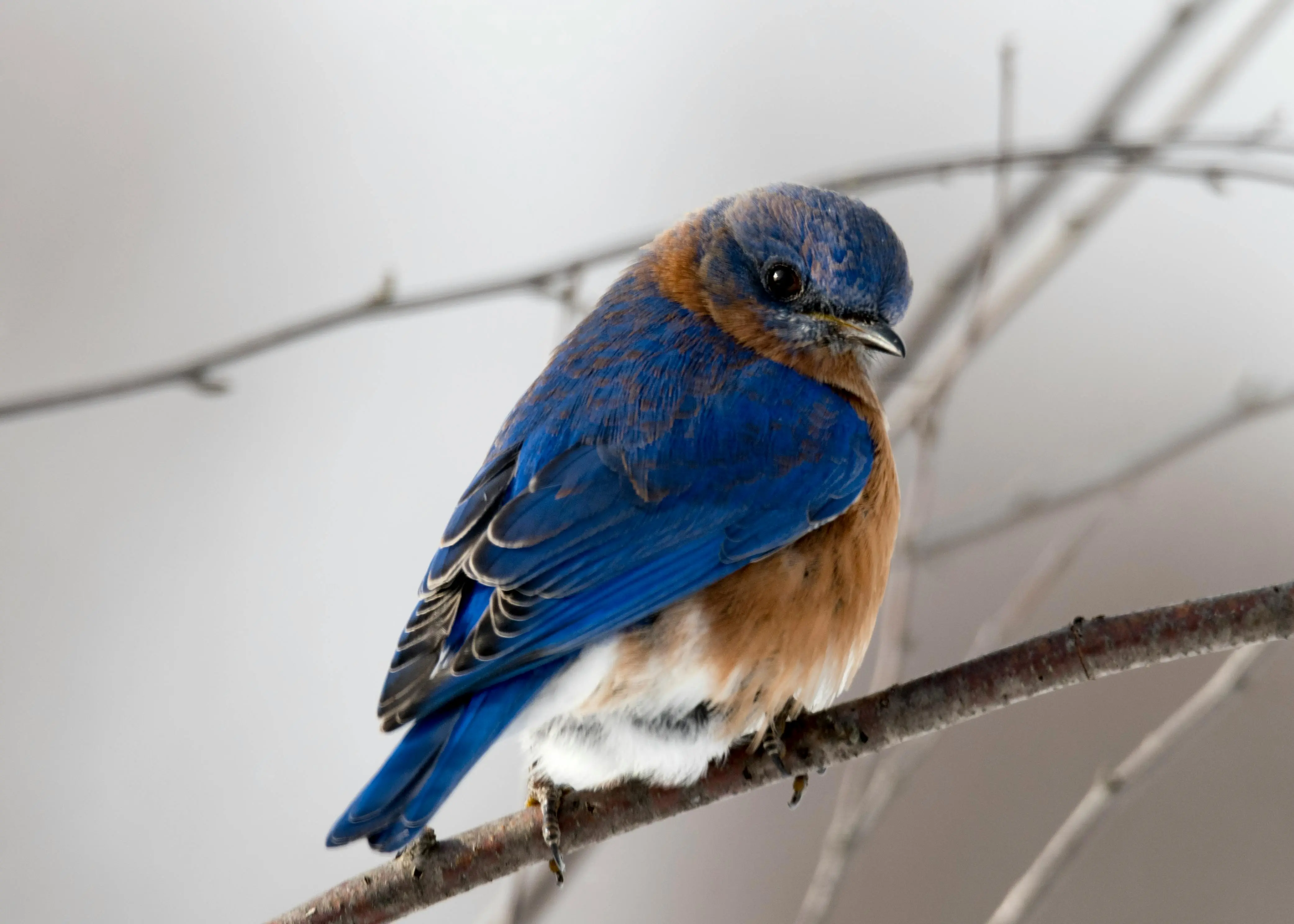 Amazon discounts platform  A Guide for Bird Enthusiasts: How to Identify Common Backyard Birds